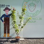 Sakura ozdobná (Prunus serrulata) ´KANZAN´ - výška 180-200 cm, kont. C10L -KRÍK